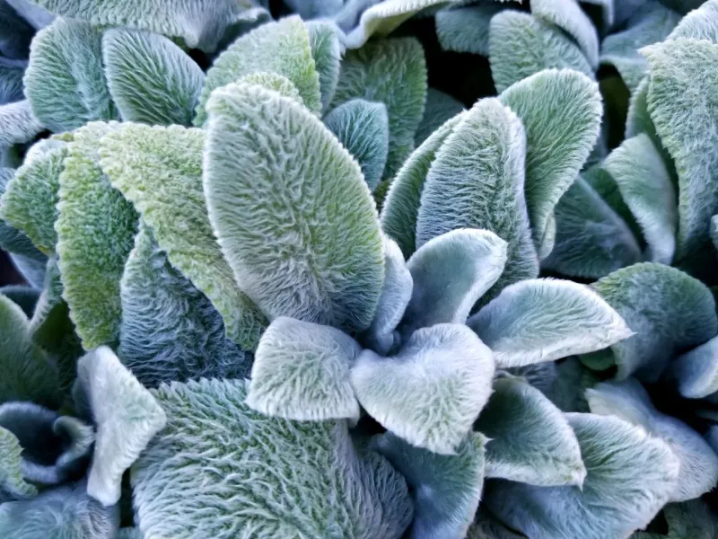 Lamb's Ear