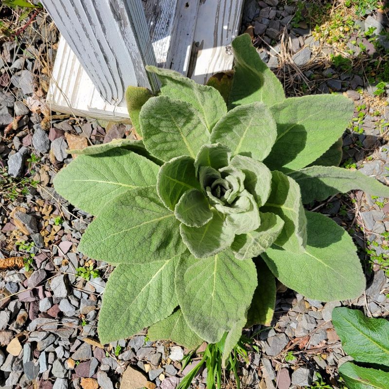 Lamb's Ear