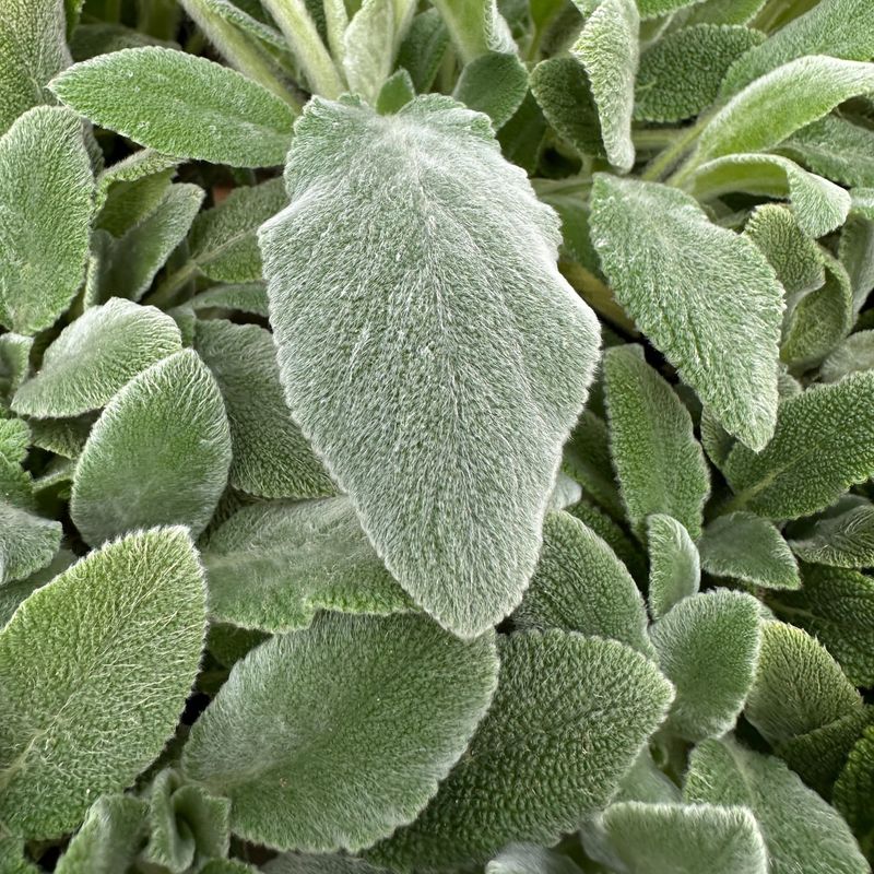 Lamb's Ear