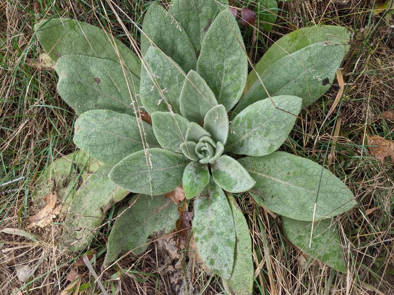 Lamb's Ear