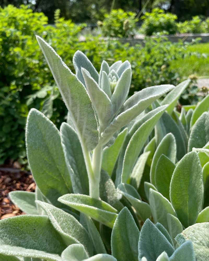 Lamb's Ear