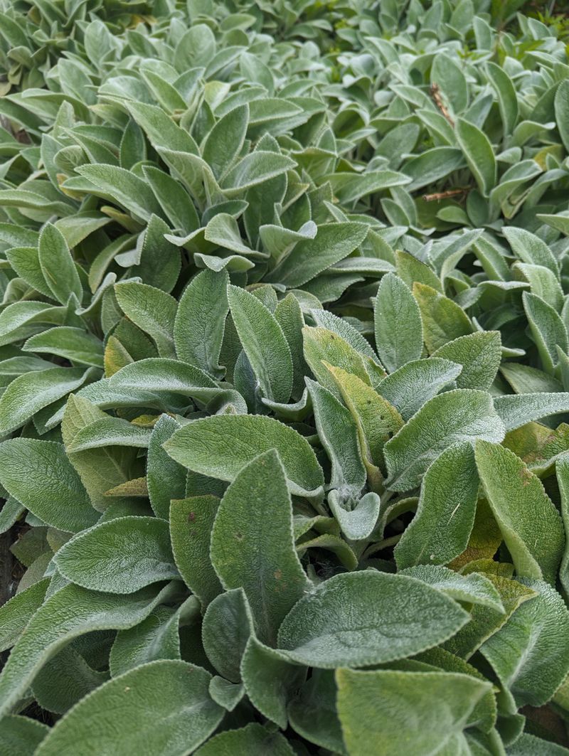 Lamb's Ear