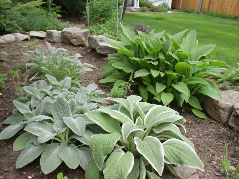 Lamb’s Ear and Hosta