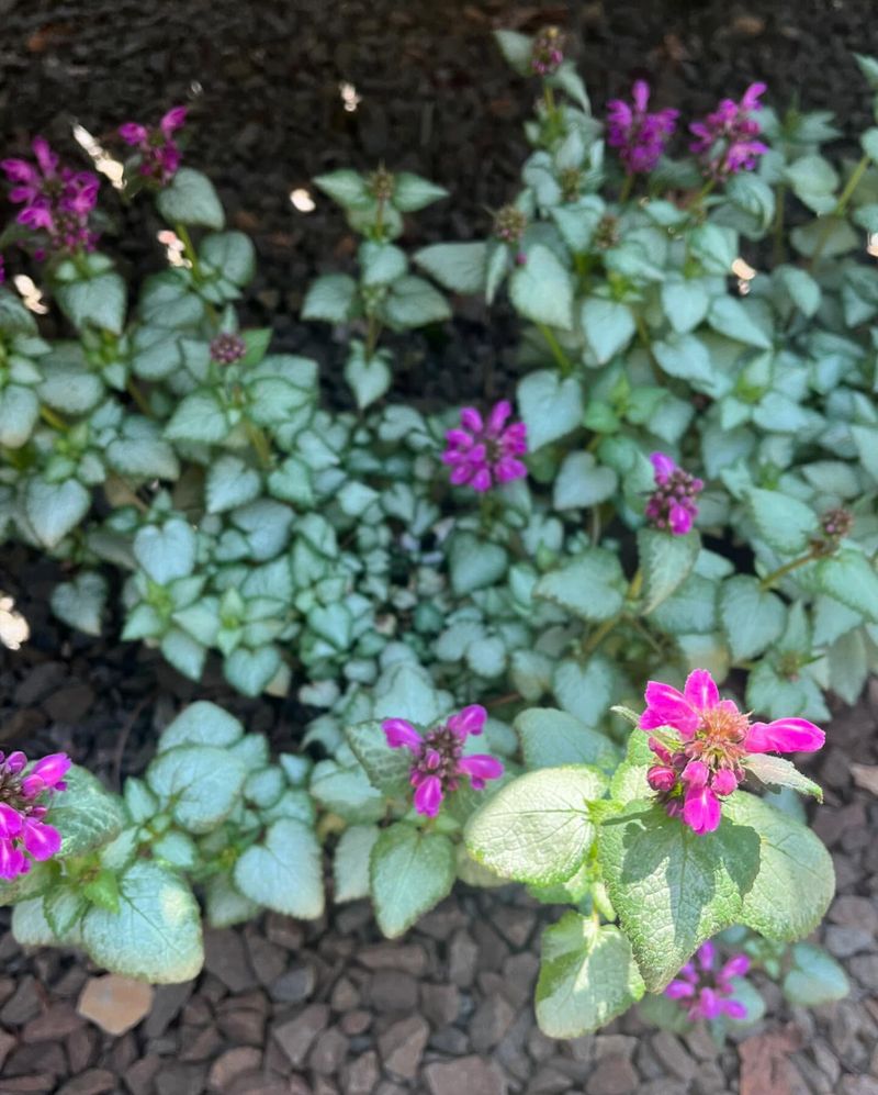 Lamium Maculatum