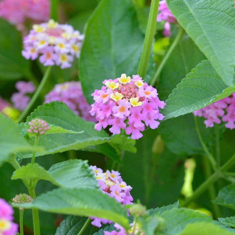 Lantana