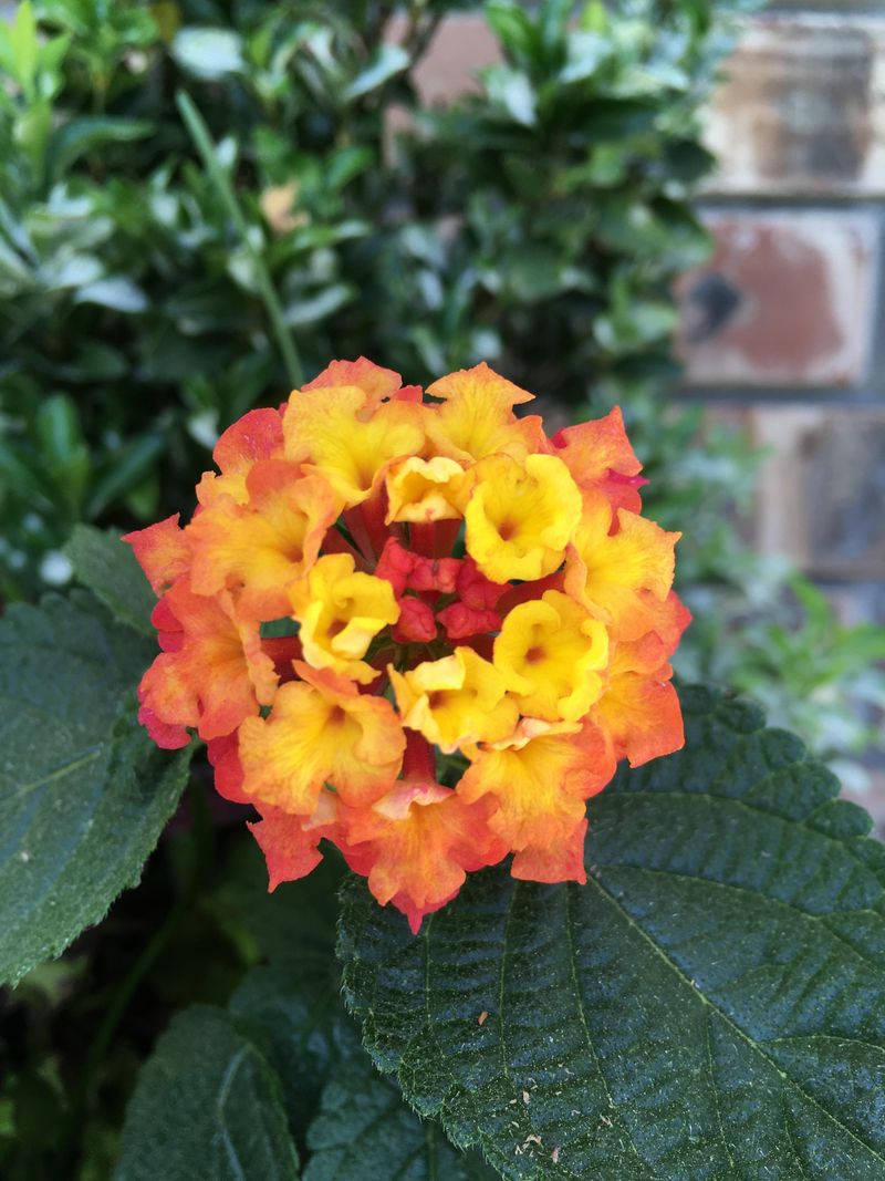 Lantana