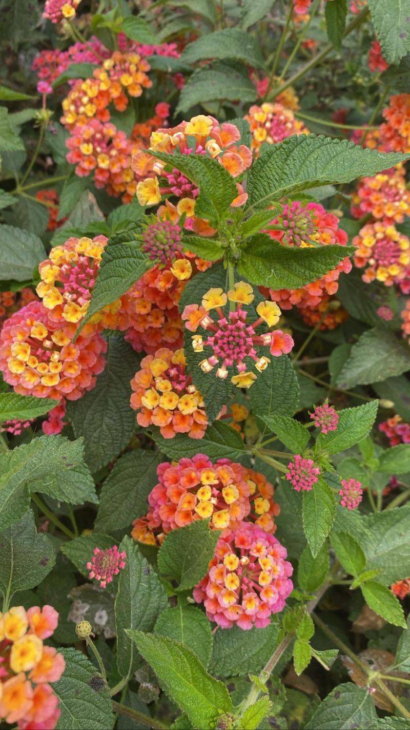 Lantana