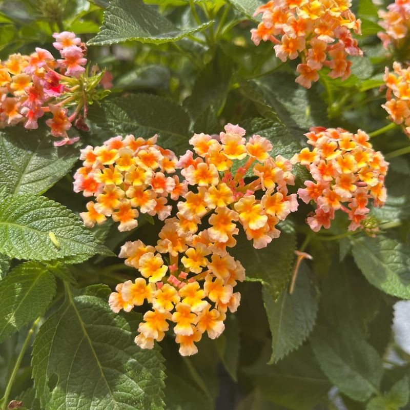 Lantana