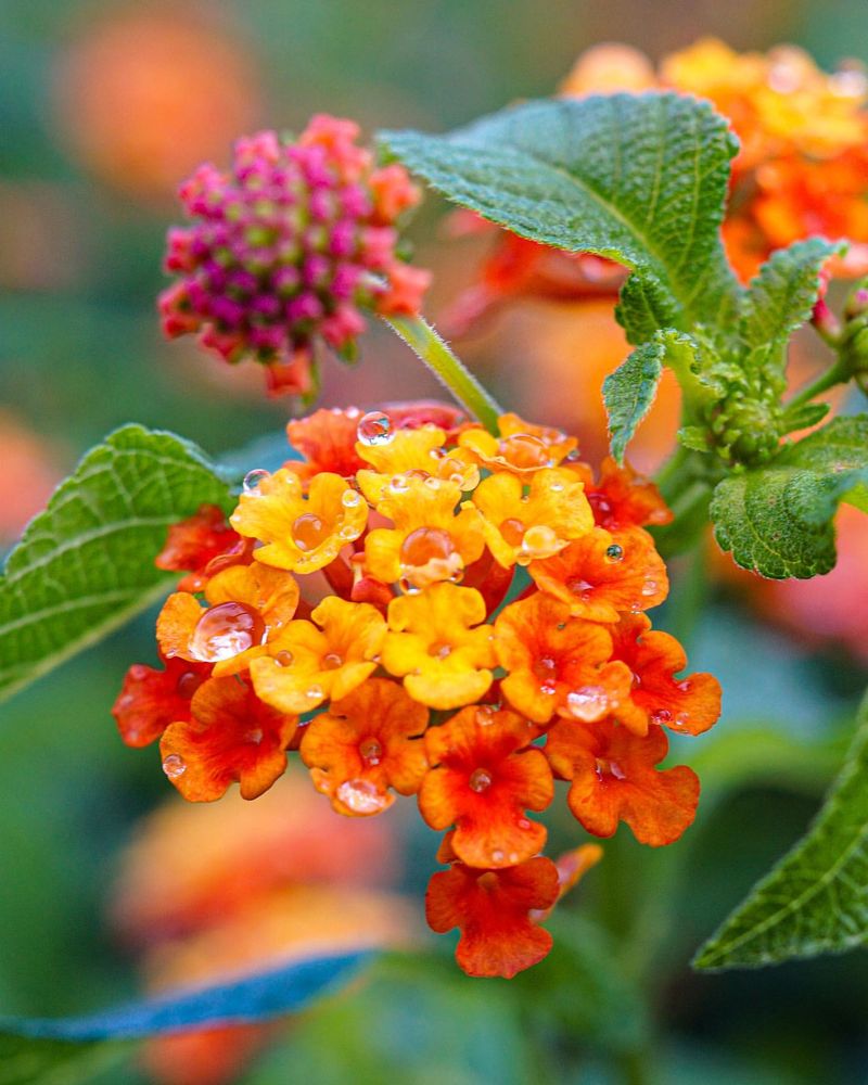 Lantana