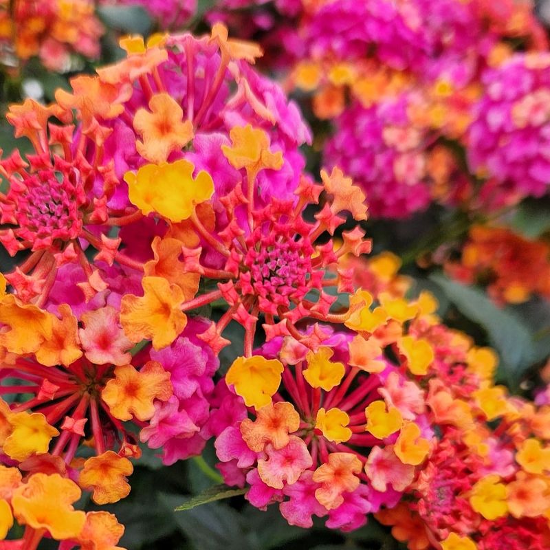 Lantana