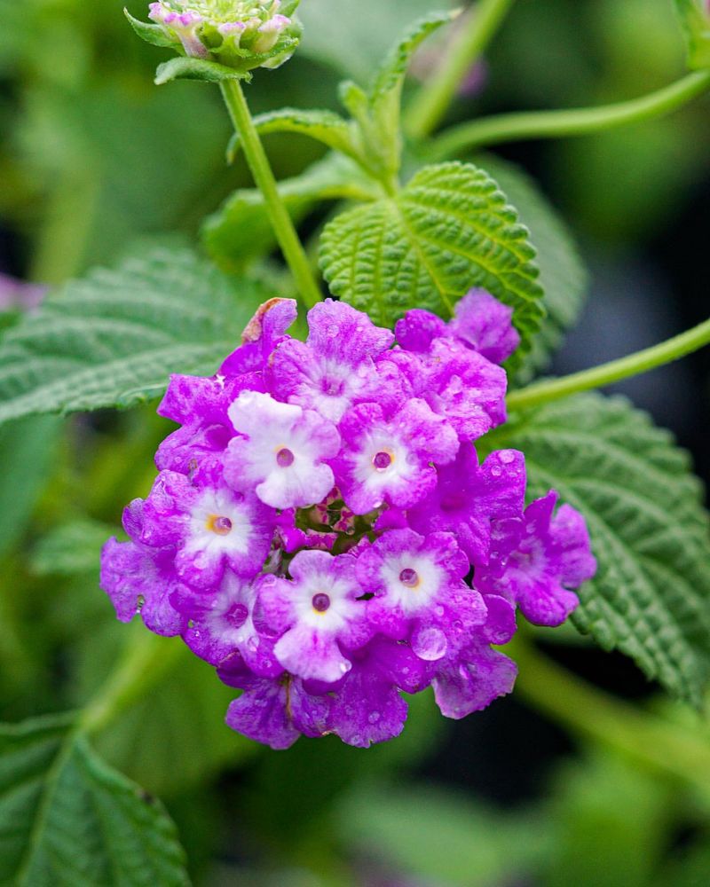 Lantana