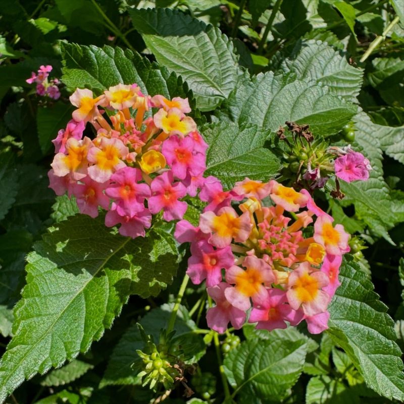 Lantana