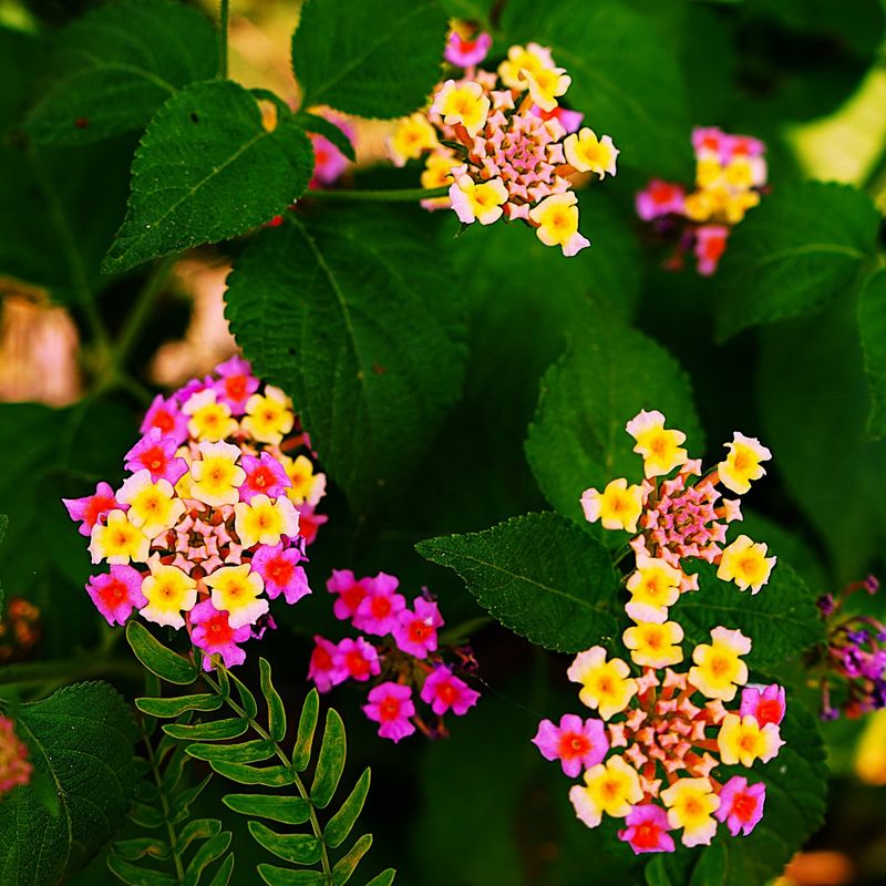 Lantana (Lantana camara)