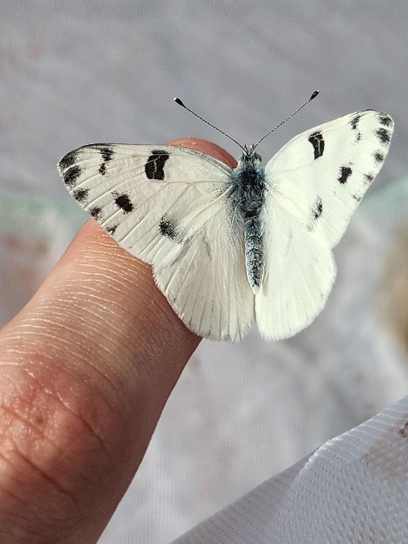 Large White Butterfly