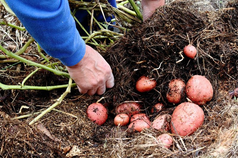 Lasagna Gardening