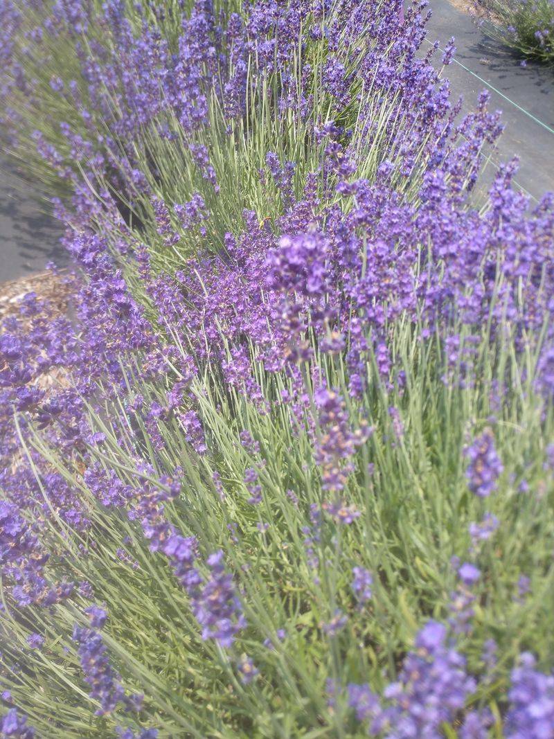 Lavender