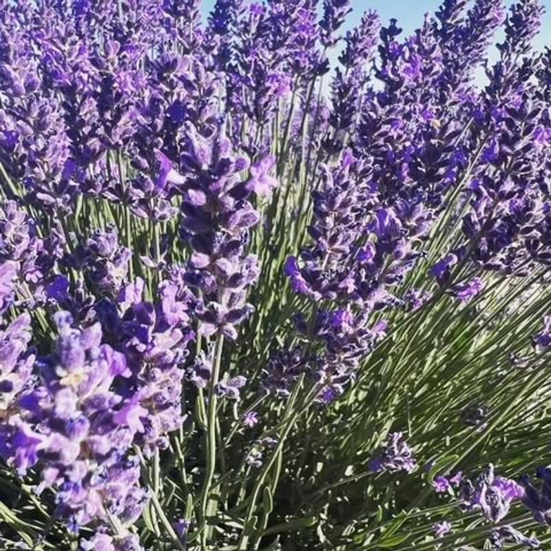 Lavender