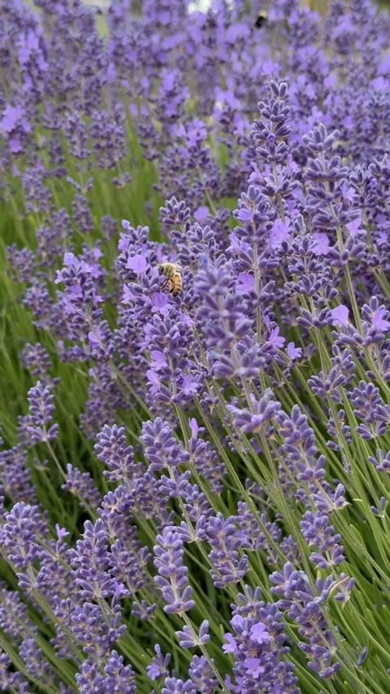 Lavender