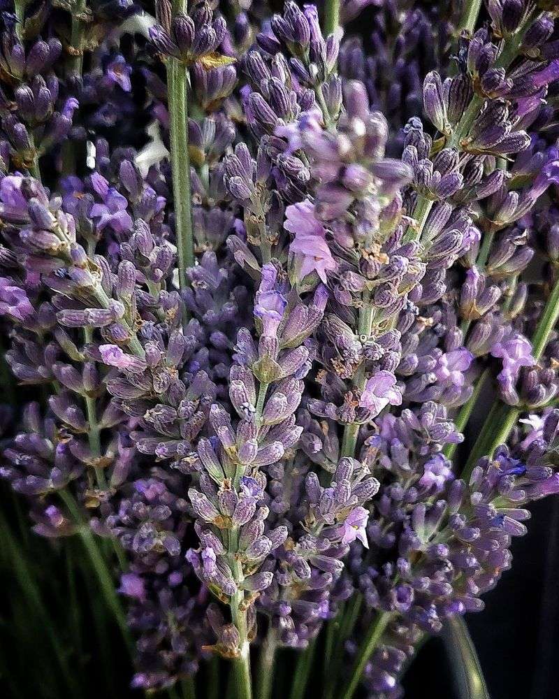 Lavender