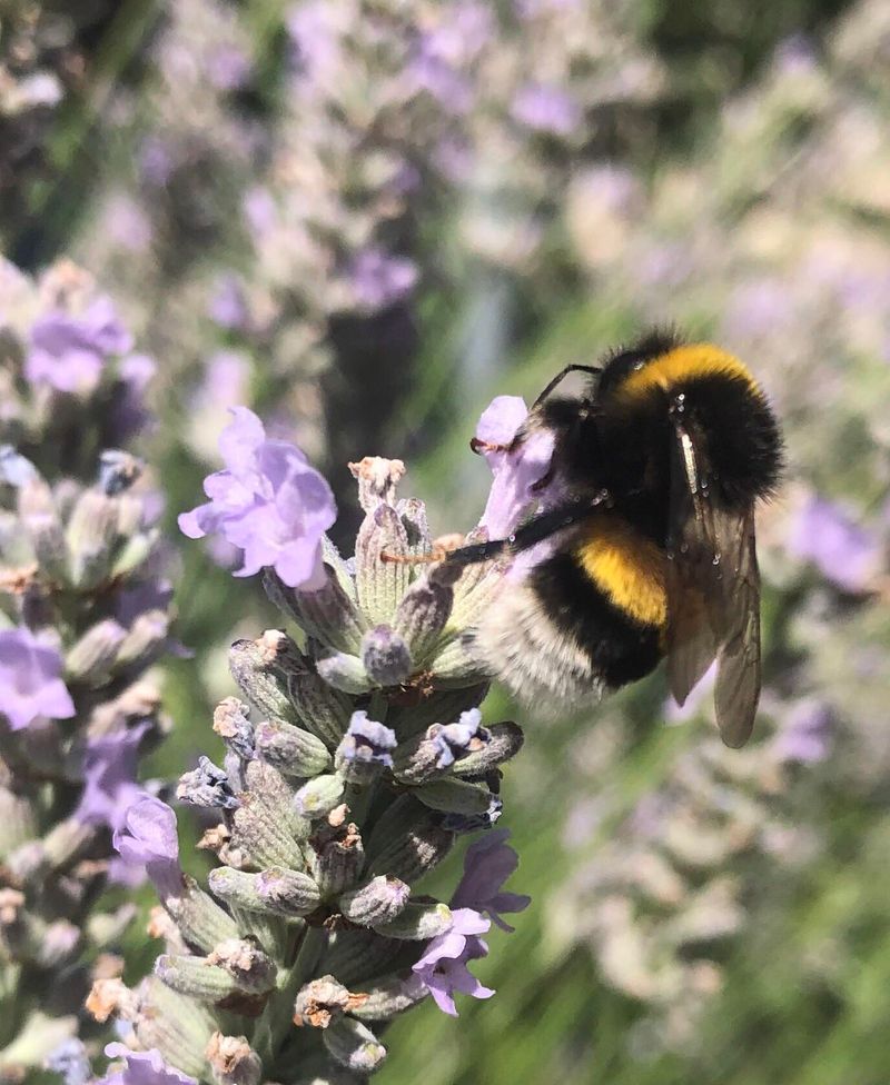 Lavender