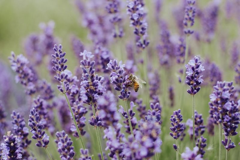 Lavender