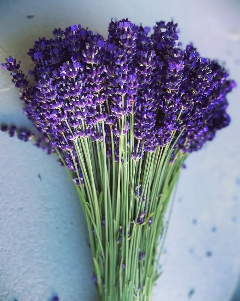 Lavender