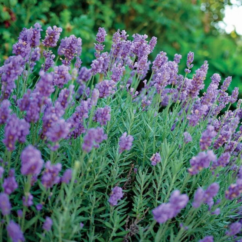 Lavender (Lavandula)