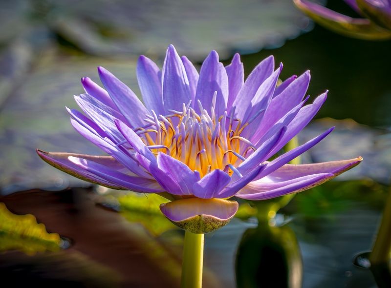 Lavender Lotus