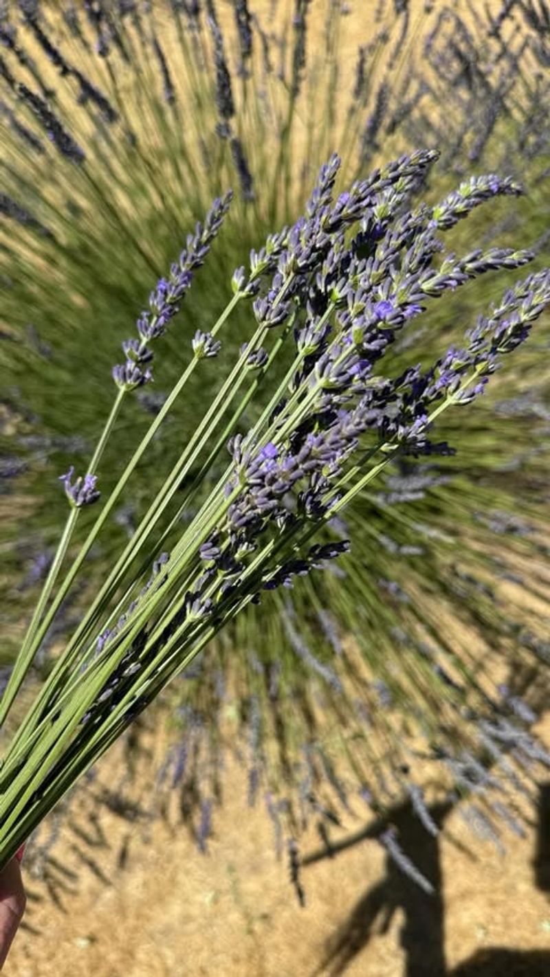 Lavender Sprigs