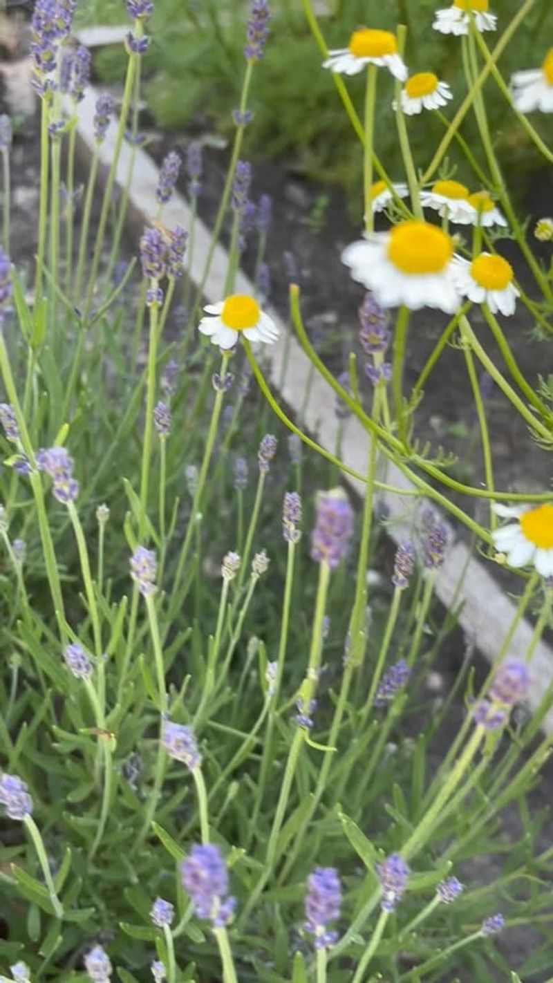 Lavender and Chamomile