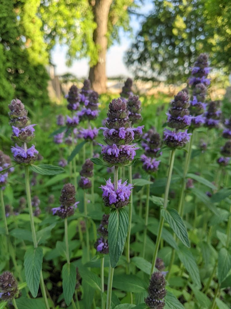 Lavender and Mint