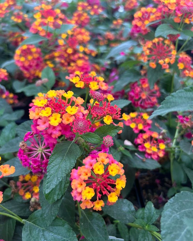 Lavish Lantana