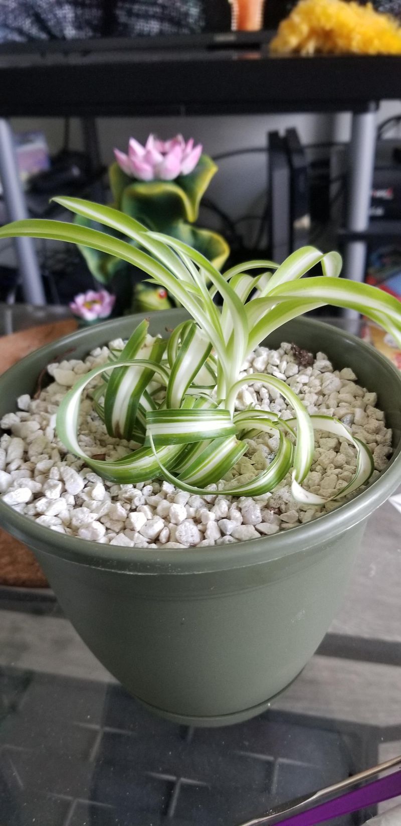 Leaf Curling