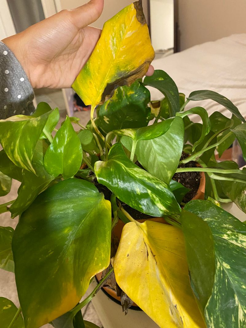 Leaf Discoloration