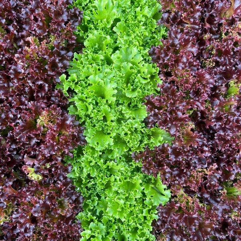 Leaf Lettuce