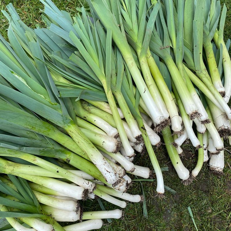 Leeks