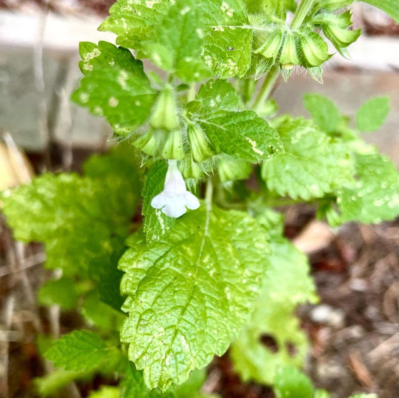 Lemon Balm