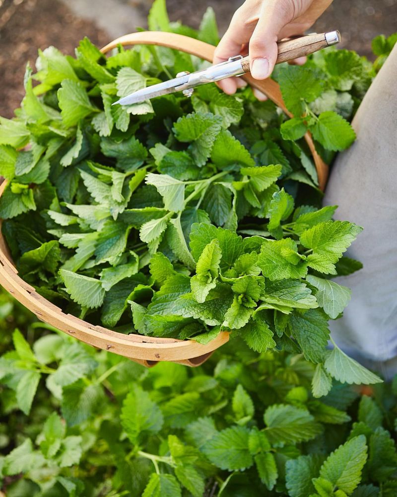 Lemon Balm