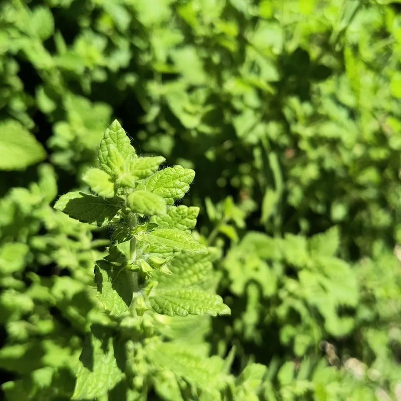 Lemon Balm