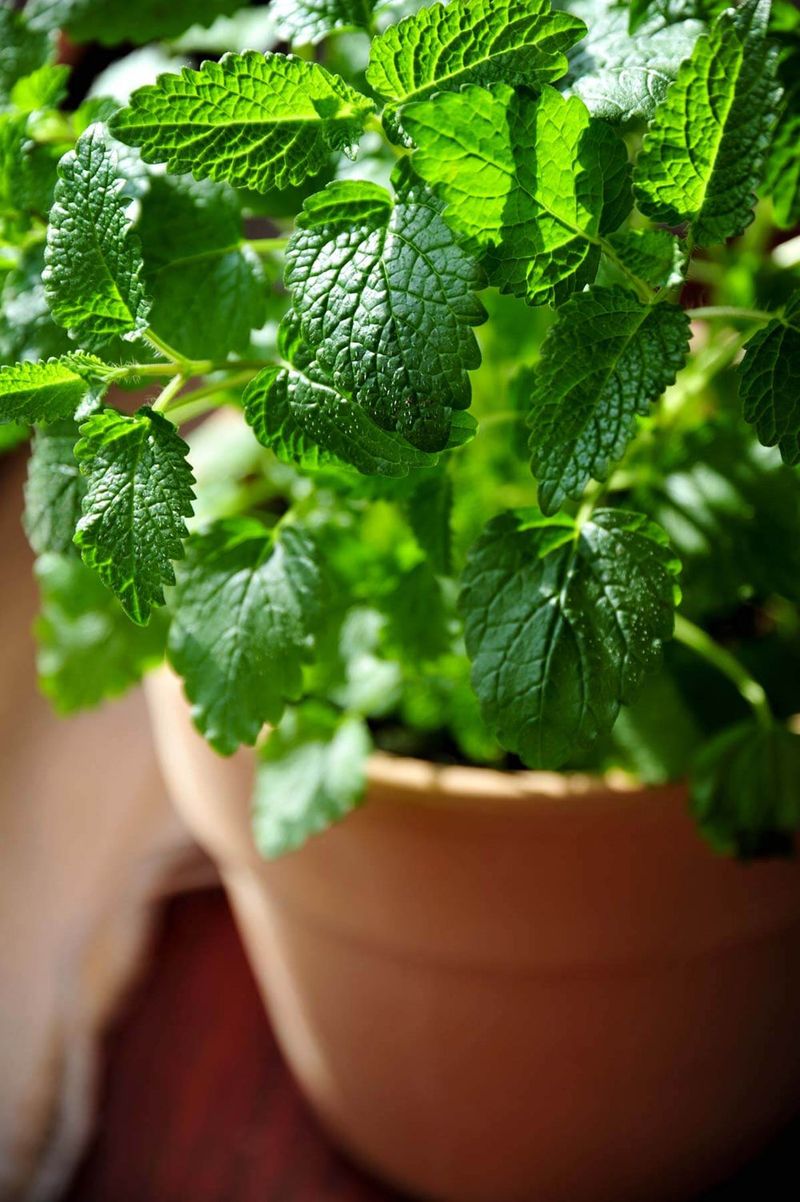 Lemon Balm