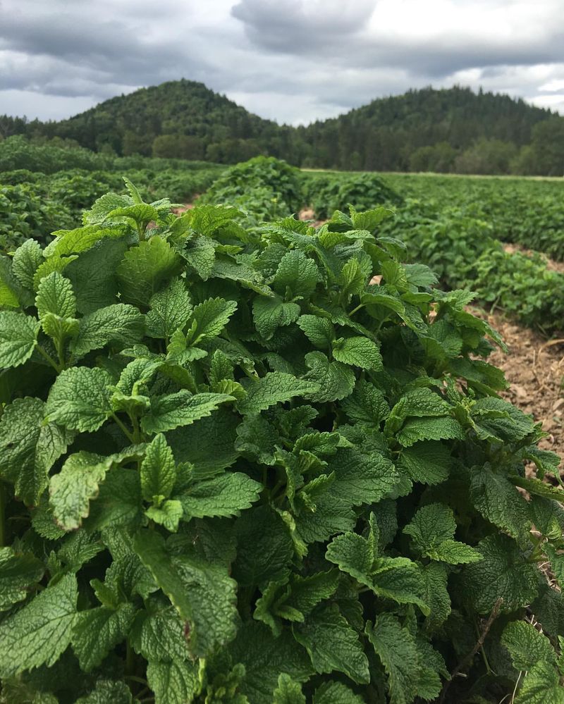 Lemon Balm