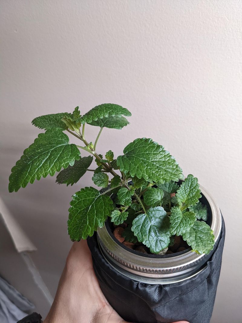 Lemon Balm