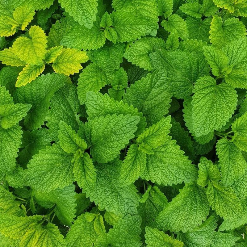 Lemon Balm