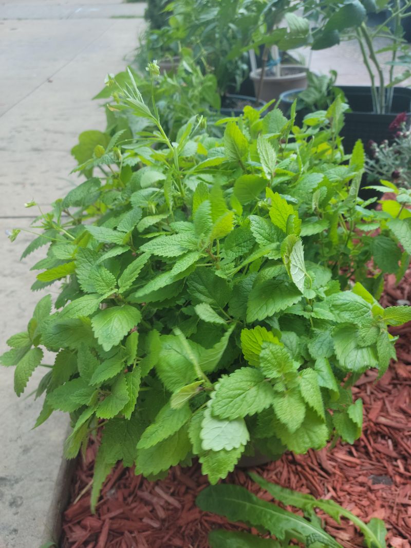 Lemon Balm