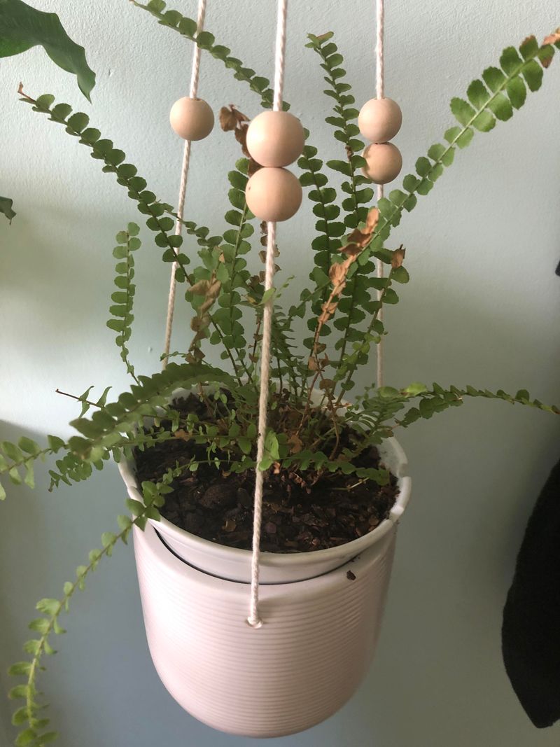 Lemon Button Fern