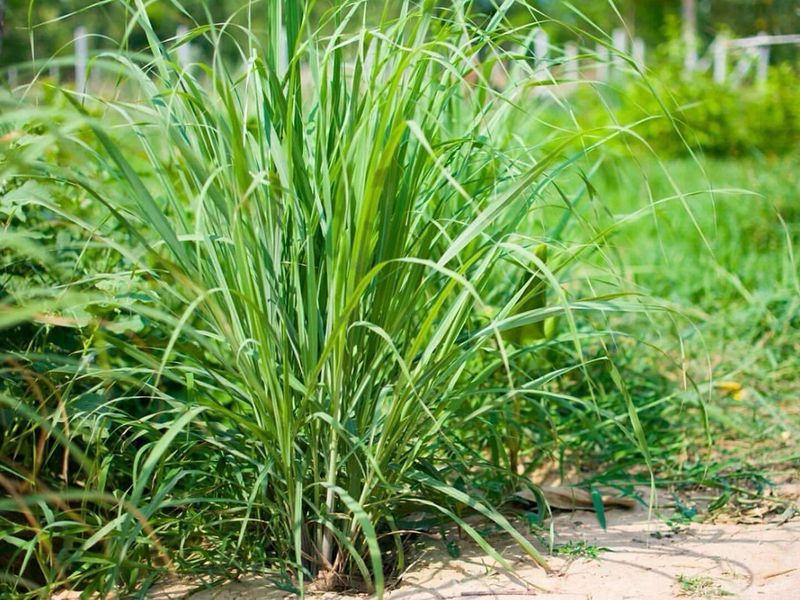 Lemon Grass