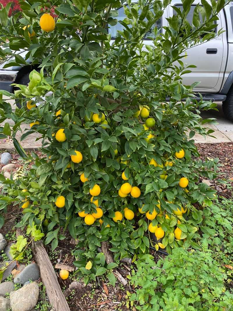 Lemon-Infused Mulch