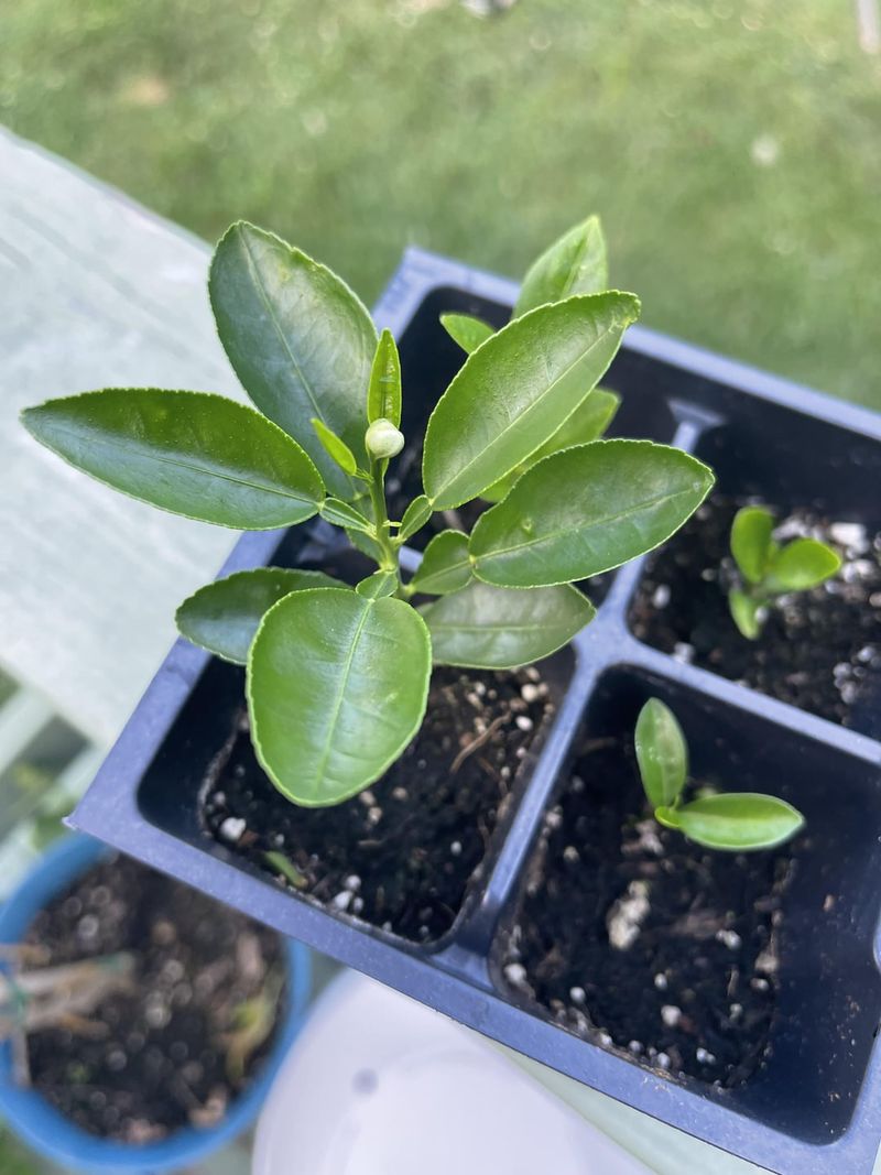 Lemon Seed Starter