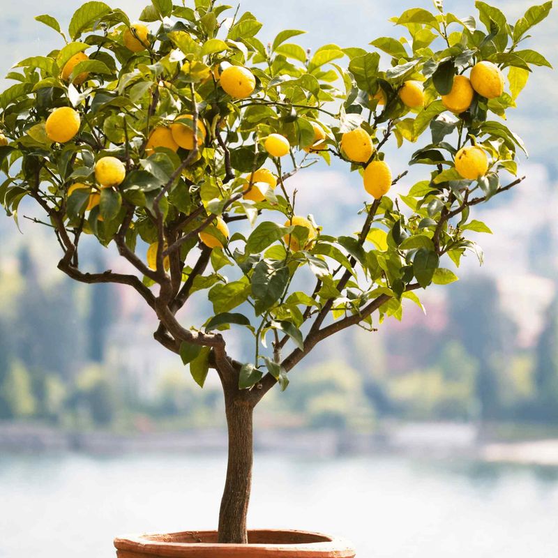 Lemon Tree