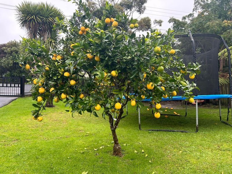 Lemon Tree